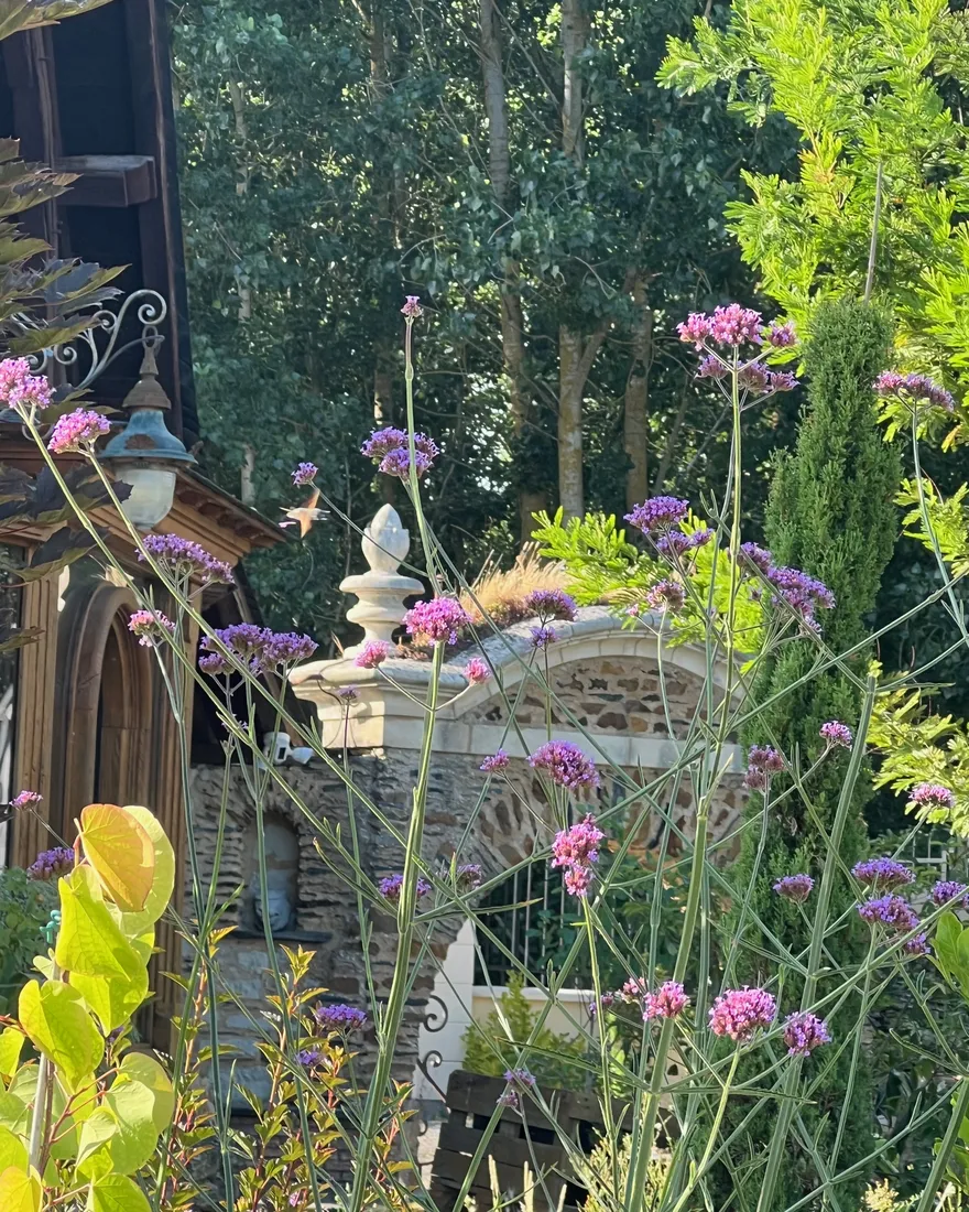 Verbena flowers in the foreground of the garden, foraged in late summer